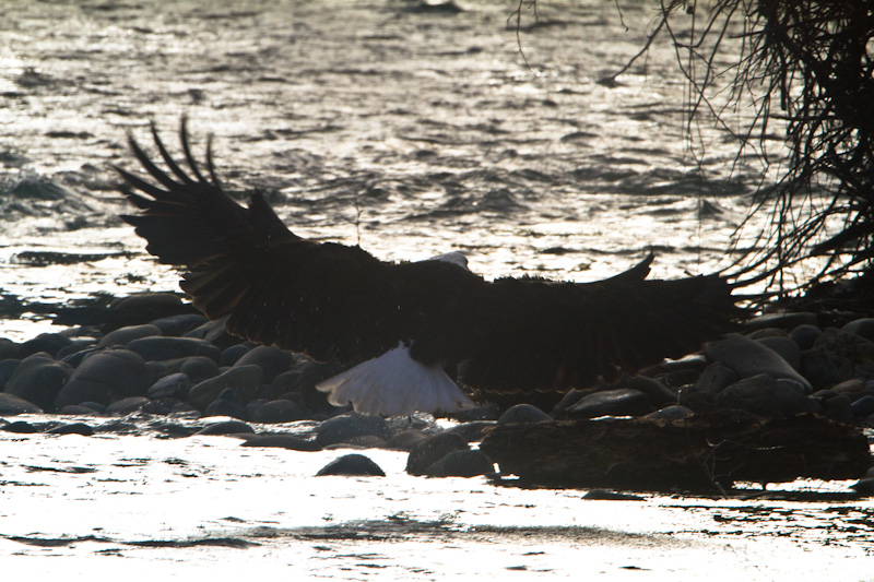 Bald Eagle Landing